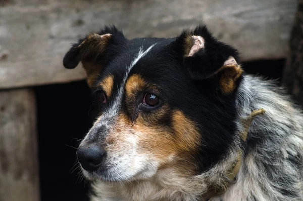 Retrato de um cão doméstico. — Fotografia de Stock