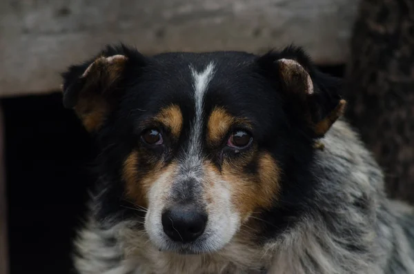 Porträt eines Haushundes. — Stockfoto