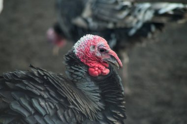Türkiye'nin bir çiftlikte grup yakın çekim.