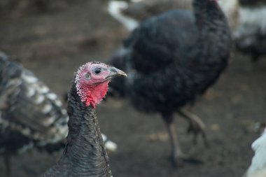 Türkiye'nin bir çiftlikte grup yakın çekim.