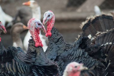 Group of turkeys on a farm, close-up. clipart