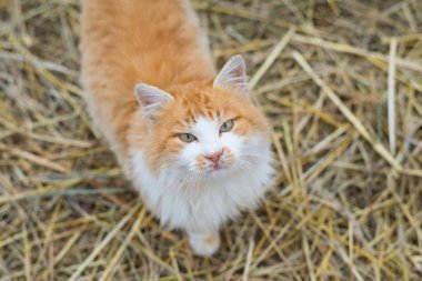 Yakın çekim portre taze beyaz kar üzerinde bir çok güzel kızıl saçlı kedi. Güzel namlu, kar taneleri ve pençeleri karda izleri.