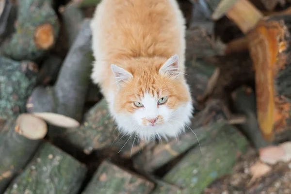 Közelkép portré egy nagyon gyönyörű vörös hajú macska, friss fehér havon. Szép orr, hópelyhek, és nyomon követ-ból paws a hóban. — Stock Fotó