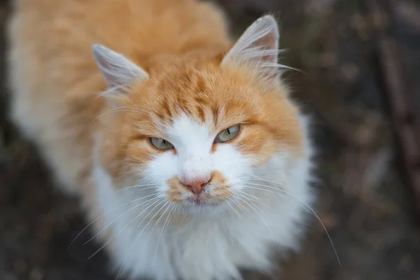 Close-up portrait of a very beautiful redhead cat on fresh white snow. Lovely muzzle, snowflakes and traces of paws in the snow. — Stock Photo, Image