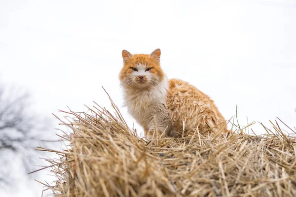 Portrait of a beautiful fluffy ginger cat, close-up. A rural cat sitting on a haystack — Stock Photo, Image