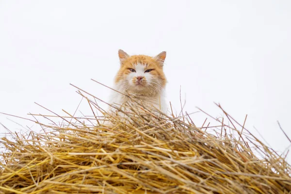 Ritratto di un bel gatto zenzero soffice, primo piano. Un gatto rurale seduto su un pagliaio — Foto Stock