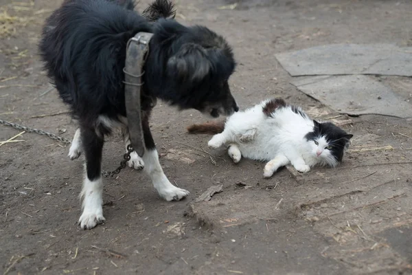 यार्ड कुत्ता एक काले और सफेद बिल्ली के साथ खेलता है . — स्टॉक फ़ोटो, इमेज