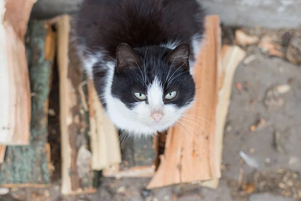 Un chat noir et blanc sans abri assis à l'extérieur . — Photo