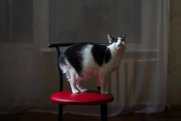 Cat sitting on the chair. Black and white cat with big eyes. — Stock Photo, Image