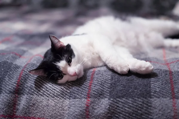 Μαύρο και άσπρο γάτα ξαπλωμένη o n μια κουβέρτα, γκρο πλαν. — Φωτογραφία Αρχείου
