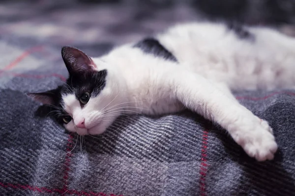 Μαύρο και άσπρο γάτα ξαπλωμένη o n μια κουβέρτα, γκρο πλαν. — Φωτογραφία Αρχείου