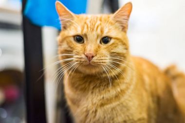 Kızıl saçlı yerli kedi portresi.