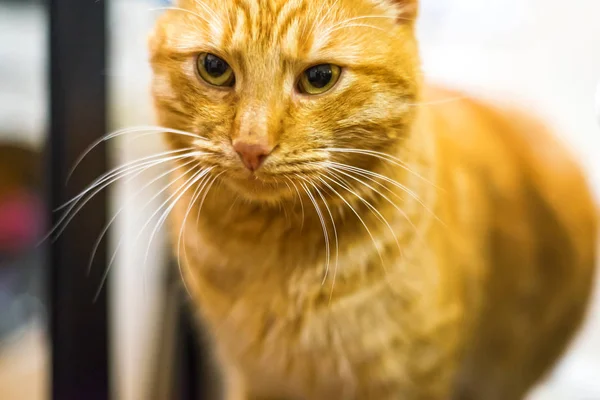 Retrato de gato doméstico ruivo . — Fotografia de Stock