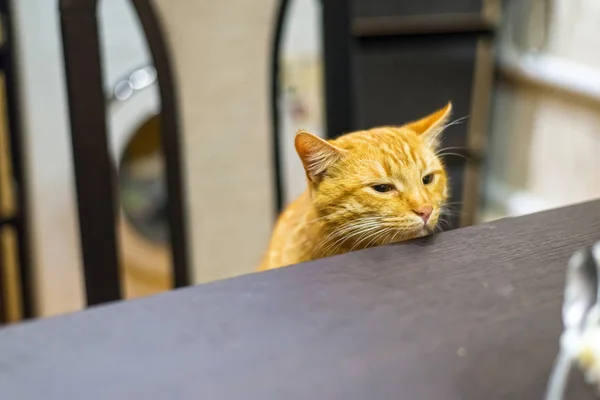 Кот с сияющими глазами смотрит на сырую форель — стоковое фото