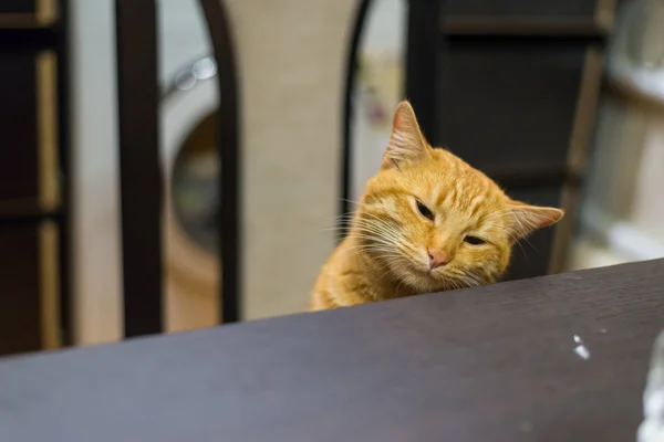 Gato rojo mira ojos hambrientos en la mesa . — Foto de Stock