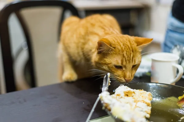 Gato vermelho parece com fome olhos na mesa . — Fotografia de Stock