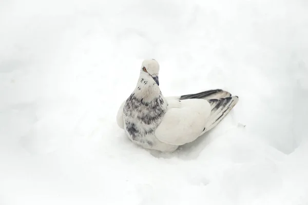 Paloma en la nieve de cerca . — Foto de Stock