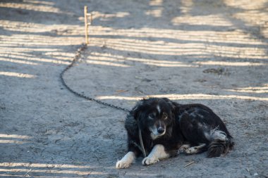 Shaggy bahçesinde köpek tasmalı.