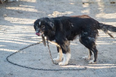Shaggy bahçesinde köpek tasmalı.