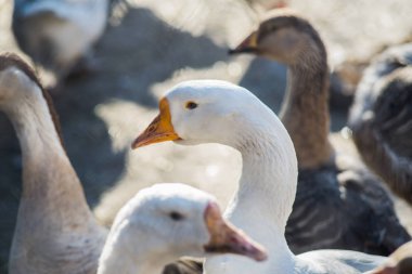 Kazlar kuşun yard, tavuk çiftliği yürümek.