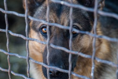 Bir kafeste safkan çoban köpeği portresi.