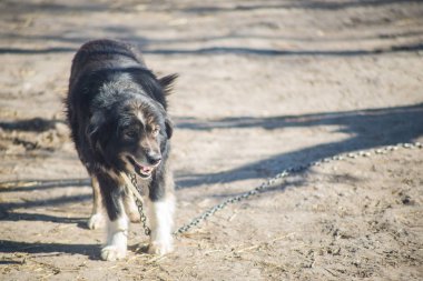Zincirdeki Shaggy köpek.