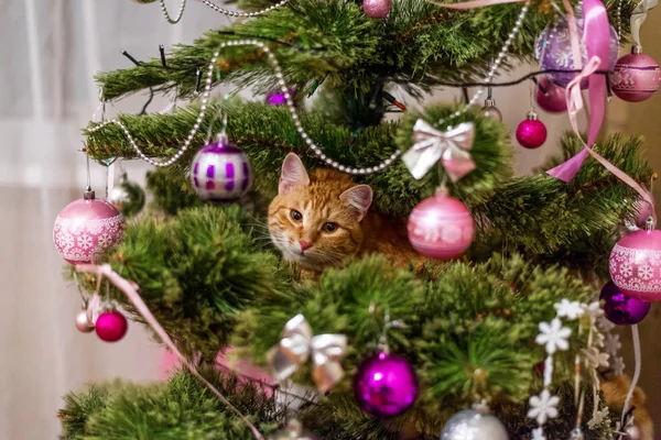 Gatinho bonito vermelho sentado em uma árvore de Natal, fundo de Natal . — Fotografia de Stock