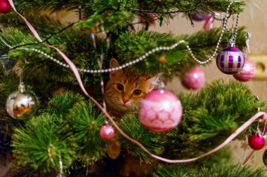 Kedi Noel ağacı. Yaramaz sevimli yavru kedi.