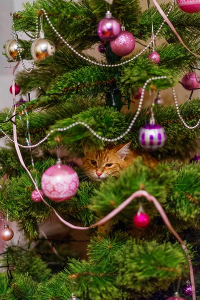 Chat sur l'arbre de Noël. Vilain chaton mignon . — Photo