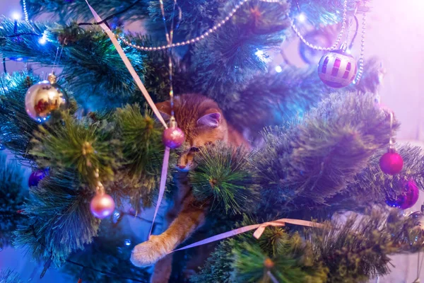 Gato na árvore de Natal. Safado gatinho bonito . — Fotografia de Stock