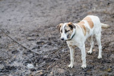 bir zincir üzerinde büyük köpek.