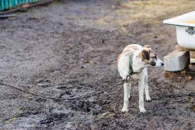bir zincir üzerinde büyük köpek.