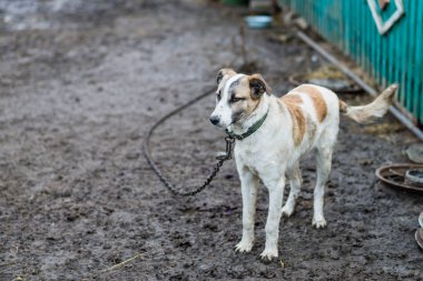 bir zincir üzerinde büyük köpek.