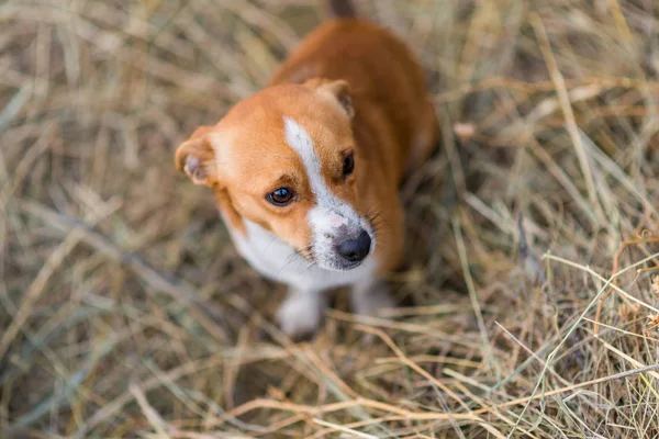 Carino piccolo cucciolo randagio . — Foto Stock