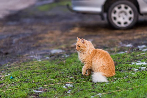 Red fluffy cat sits on spring grass. — 图库照片
