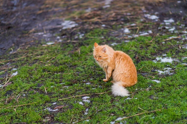 Rote flauschige Katze sitzt auf Frühlingsgras. — Stockfoto