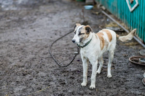 Big dog on a chain. — Stock Photo, Image