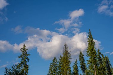 Ukrayna Karpatlar Ladin ormanda.