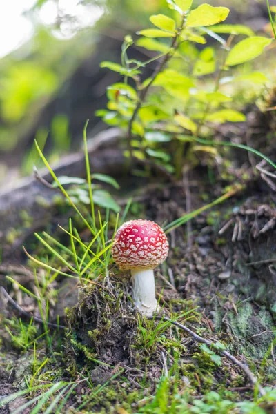 Red capped Magic Mushroom, Amanita muscaria or fly agaric