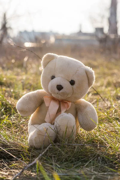 En nallebjörn sitter på torrt gräs. — Stockfoto