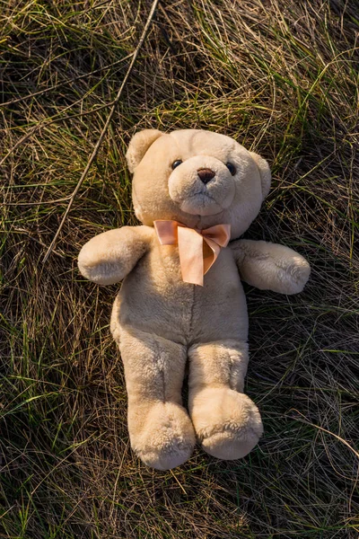 Teddybjörnen ligger i det torra gräset. Ovanifrån — Stockfoto