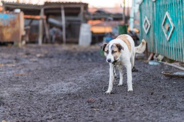 Kırsalda zincirlenmiş kırma bir köpek. Büyük köpek..