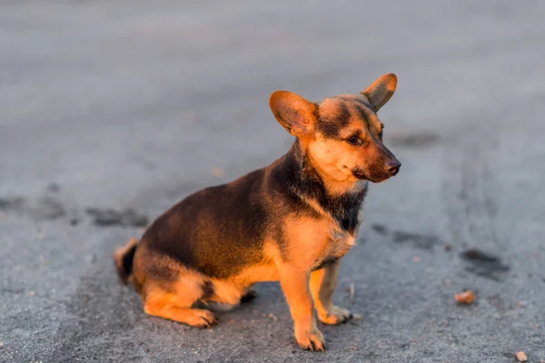 Melez Köpek Kaldırımda Oturuyor Manzarası Çok Güzel Küçük Köpek — Stok fotoğraf