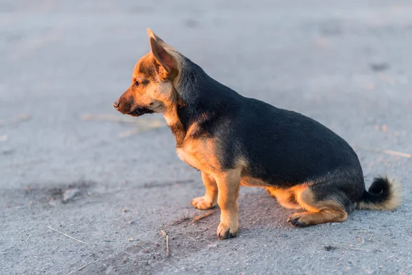 Melez Köpek Kaldırımda Oturuyor Manzarası Çok Güzel Küçük Köpek — Stok fotoğraf