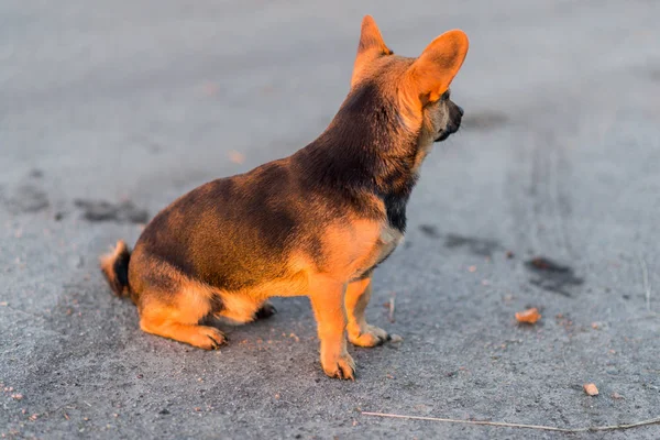Melez Köpek Kaldırımda Oturuyor Manzarası Çok Güzel Küçük Köpek — Stok fotoğraf