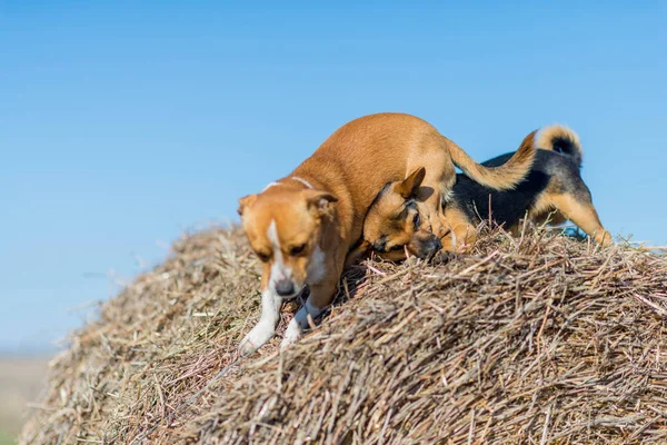 Twee Puppies Spelen Hooibergen Beste Vrienden Gefokte Pups Het Platteland — Stockfoto