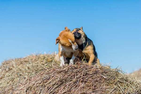 Due Cuccioli Giocano Sui Pagliai Migliori Amiche Cuccioli Razza Campagna — Foto Stock