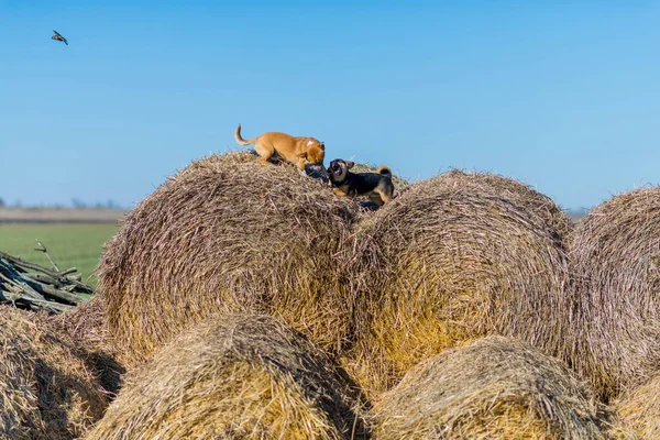 Dois Cachorros Brincam Palheiros Melhores Amigos Filhotes Idade Fértil Campo — Fotografia de Stock