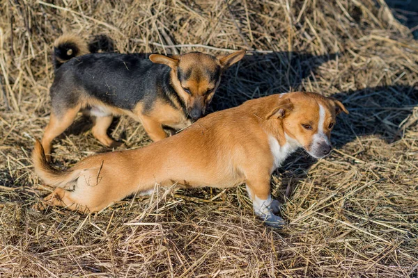 Twee Puppy Liggen Het Hooi Het Platteland Twee Raszuivere Puppies — Stockfoto