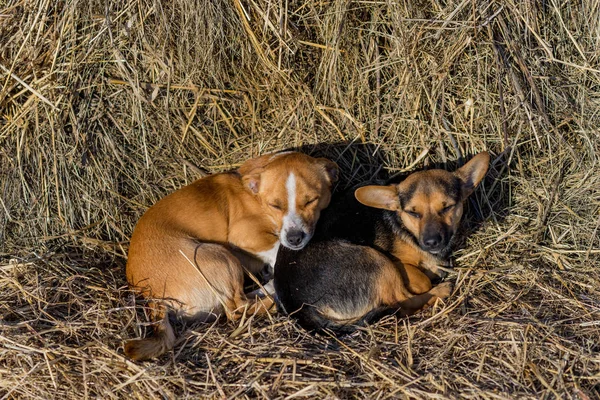 Due Cuccioli Sono Sdraiati Nel Fieno Campagna Due Cuccioli Razza — Foto Stock